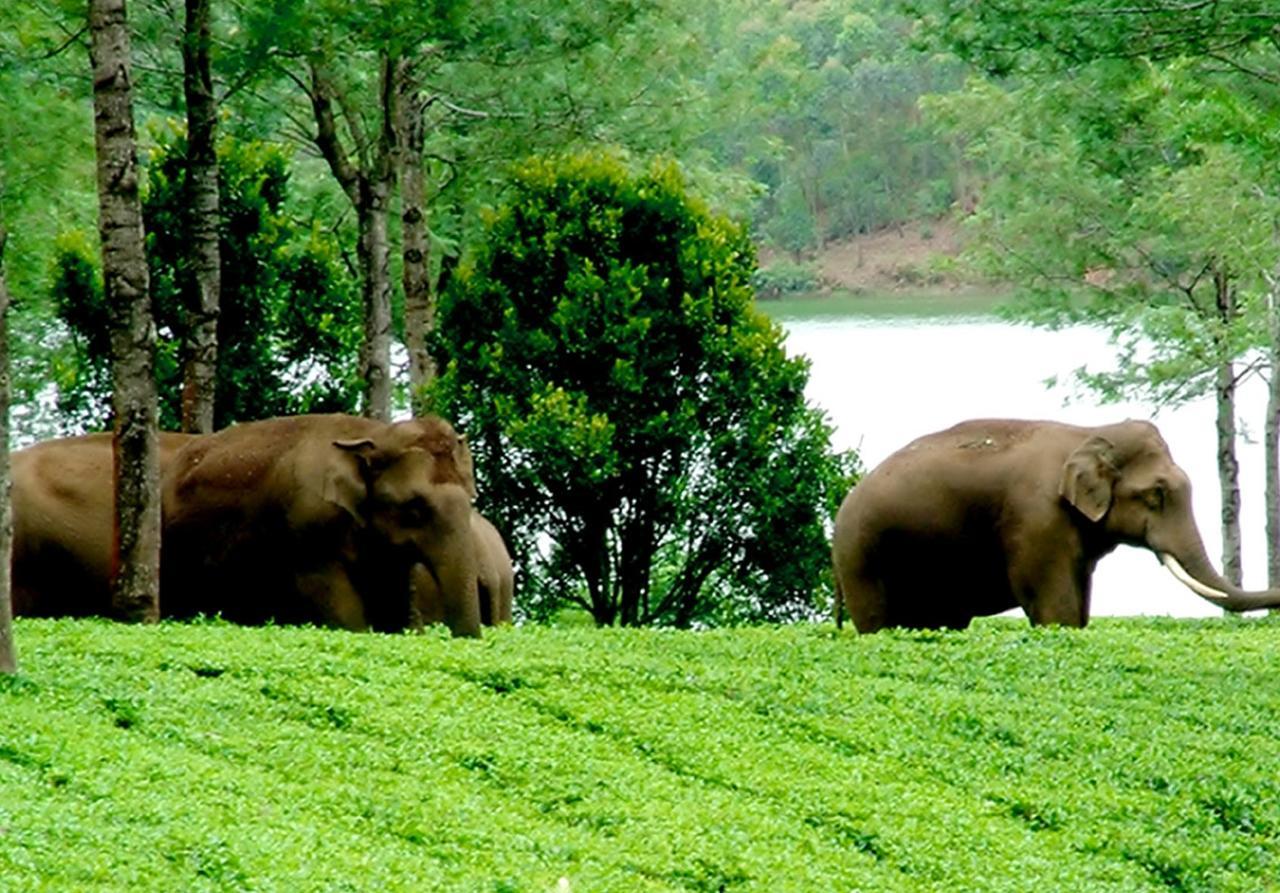 Viduthi Homestay Munnar Εξωτερικό φωτογραφία